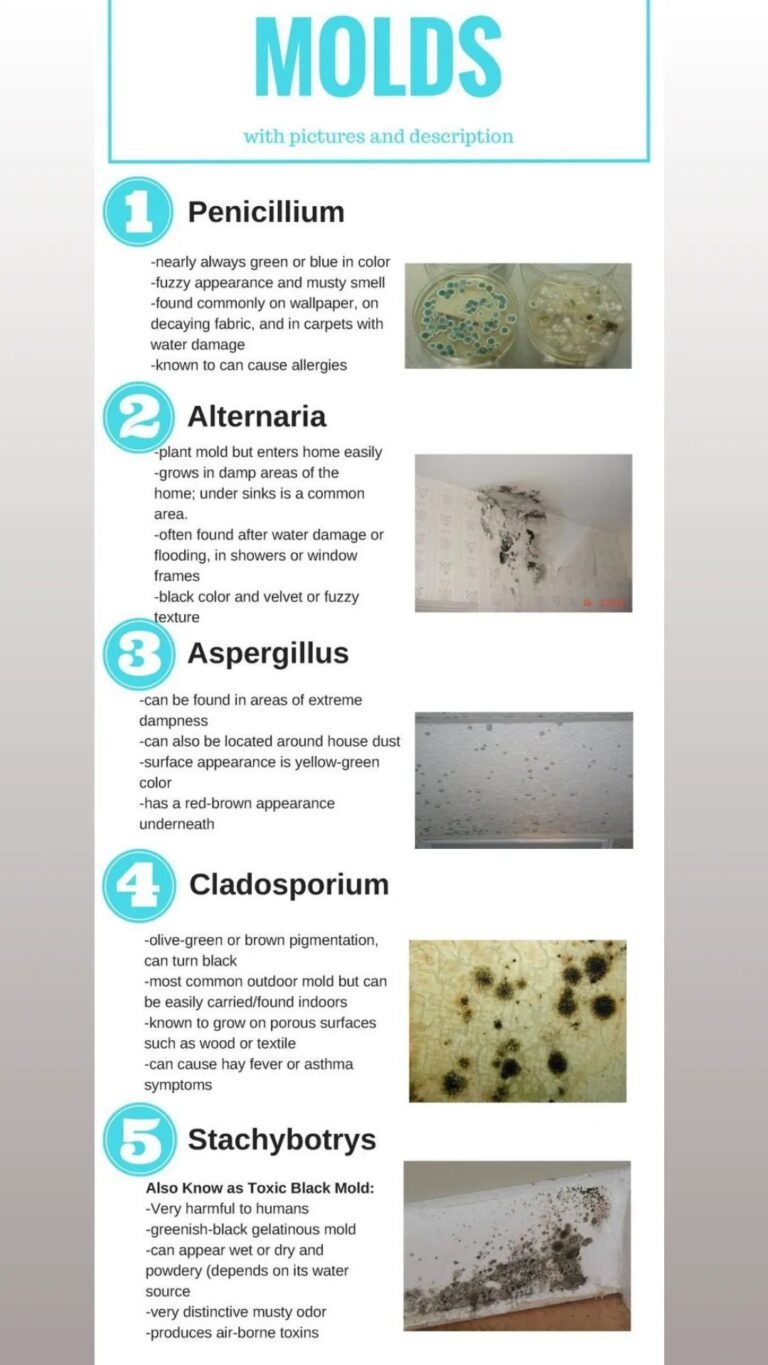 Identifying Common Household Molds and Their Effects