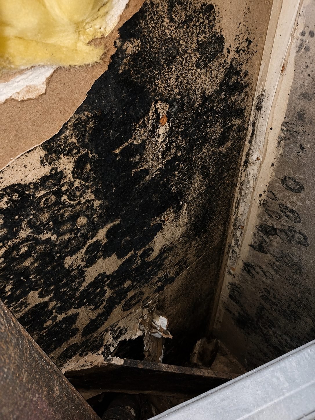Controlled removal of contaminated drywall during ProHands mold remediation in Los Angeles
