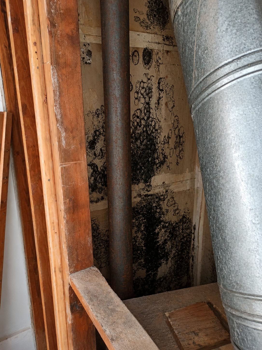 Interior attic framing with visible mold contamination during a Los Angeles remediation project by ProHands