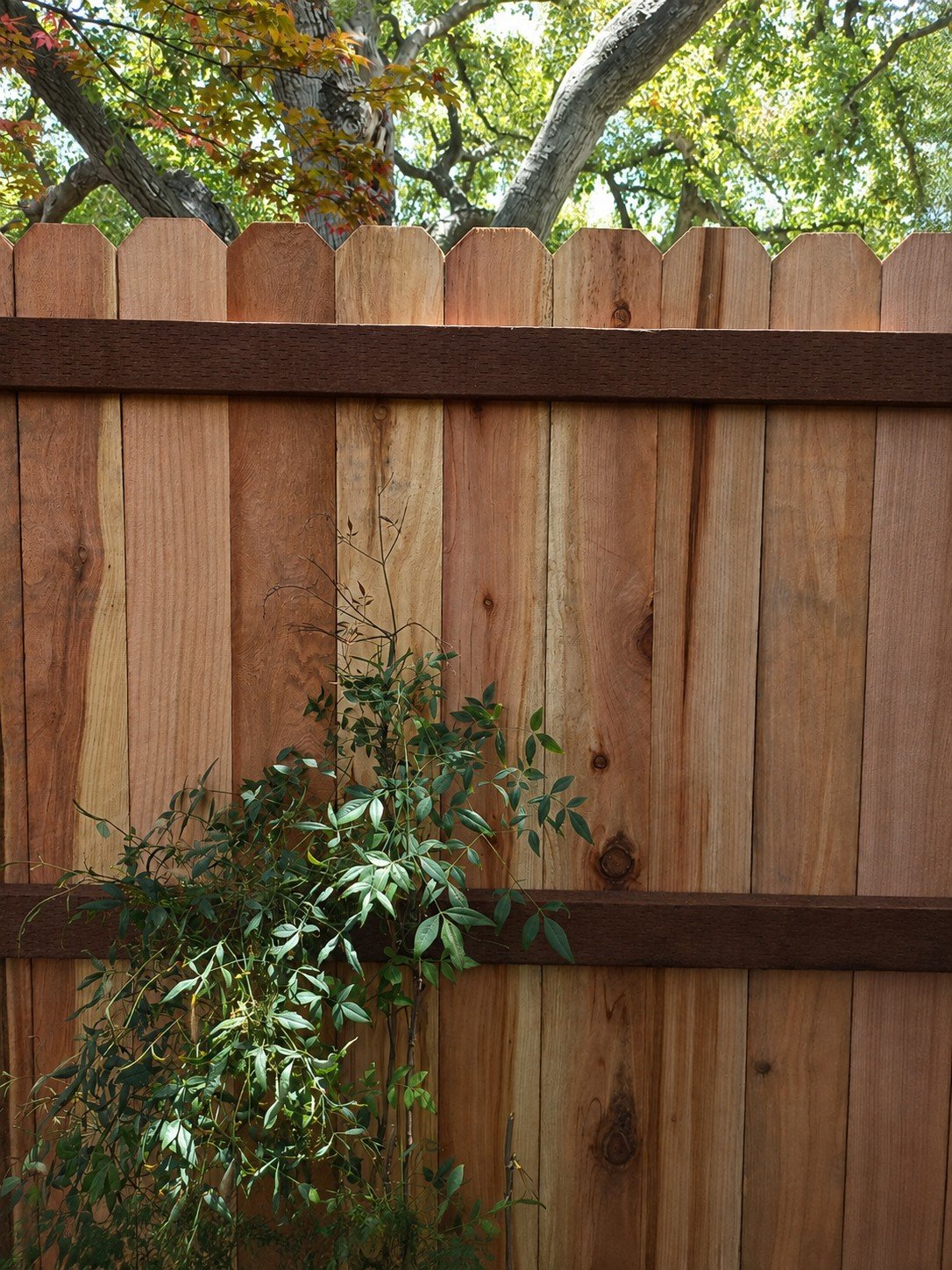 Natural cedar privacy fence — traditional dog-ear picket top detail with dark-stained horizontal rails, warm cedar tone — ProHands Los Angeles